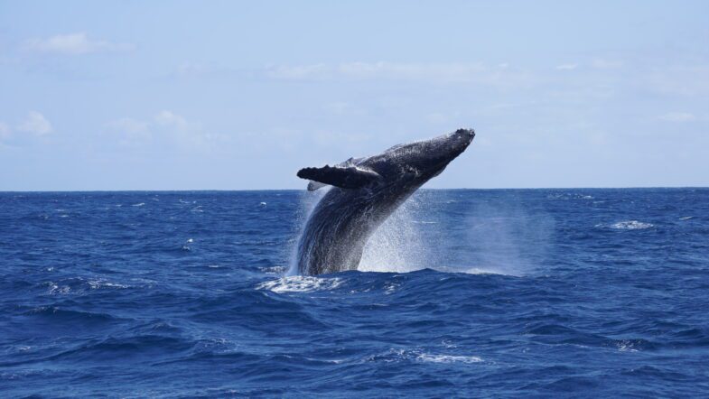 奄美大島の海上でクジラが泳いでいる様子。