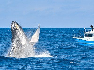奄美大島の海上でクジラを船から見ている様子。
